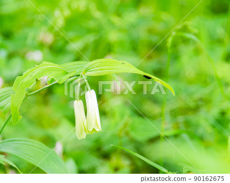 The original scenery of Musashino and Tama, which is full of greenery. Cute florets in the forest that color the early summer. The original scenery of Musashino and Tama, which is full of greenery. Cute florets in the forest that color the early summer. 90162675