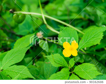 The original scenery of Musashino and Tama, which is full of greenery. Cute florets in the forest that color the early summer. The original scenery of Musashino and Tama, which is full of greenery. Cute florets in the forest that color the early summer. 90162686