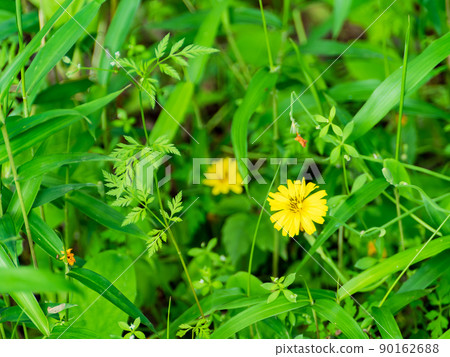 The original scenery of Musashino and Tama, which is full of greenery. Cute florets in the forest that color the early summer. The original scenery of Musashino and Tama, which is full of greenery. Cute florets in the forest that color the early summer. 90162688