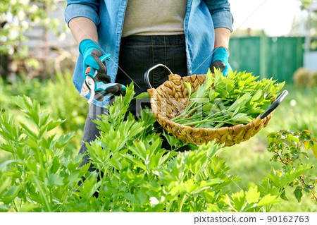 Spicy herb lovage, woman's hands with secateurs cutting harvest levisticum officinale Spicy herb lovage, woman's hands with secateurs cutting harvest levisticum officinale 90162763
