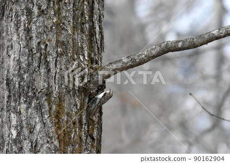 Treecreeper(長野縣) Treecreeper(長野縣) 90162904