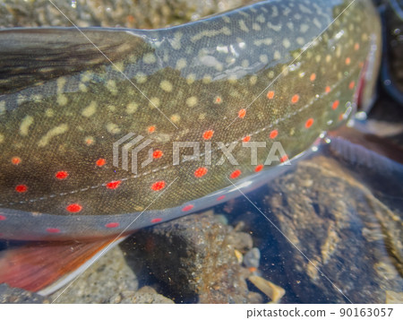 知床羅臼的多莉瓦登鱒魚 知床羅臼的多莉瓦登鱒魚 90163057