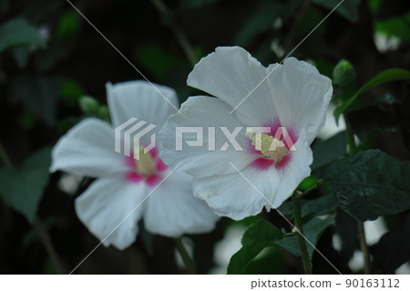 芙蓉般的花 90163112