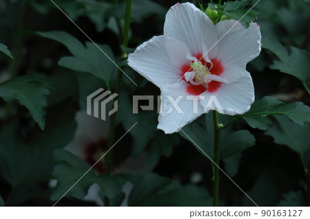 芙蓉般的花 芙蓉般的花 90163127