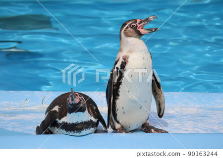 Humboldt Penguin 90163244