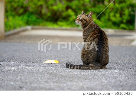 在停車場的襯裙貓 90163423