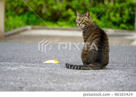 在停車場的襯裙貓 90163424