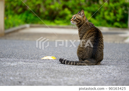Petticoat cat in the parking lot 90163425