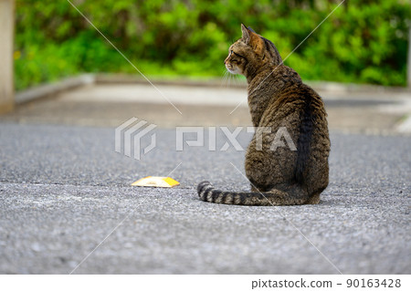 Petticoat cat in the parking lot 90163428