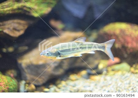 Dace with a beautiful body color 1 Dace with a beautiful body color 1 90163494