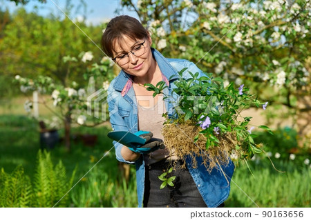 Woman in gardening gloves holding bush of Periwinkle plant with roots for dividing planting 90163656