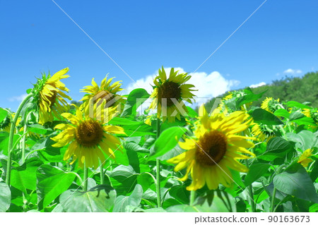 Flower of the sun Flower of the sun 90163673