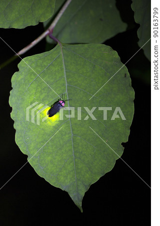 [夏季圖片] 停在樹葉上並發光的螢火蟲 90163799