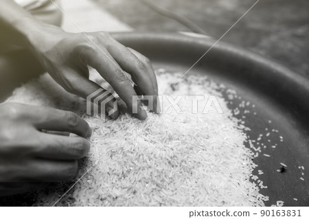 Global food crisis concept. Woman hand holding rice in plastic tray. Uncooked milled white rice. Poor and poverty concept. Human catastrophe in global food crisis effects of climate change and war. 90163831