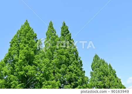Fresh green and blue sky of Metasequoia 90163949