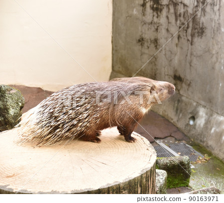 Crested porcupine porcupine 2 90163971