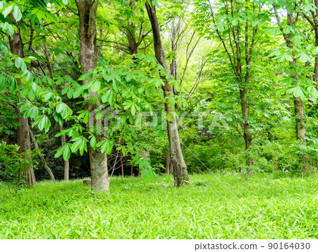 充滿綠色植物的武藏野和多摩的原始風景是初夏的新鮮林地。 充滿綠色植物的武藏野和多摩的原始風景是初夏的新鮮林地。 90164030