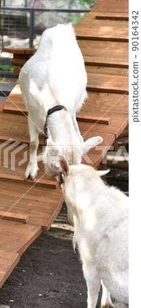 Goat with horns butting 1 Goat with horns butting 1 90164342