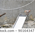 Rhesus monkey in Saruyama 1 Rhesus monkey in Saruyama 1 90164347