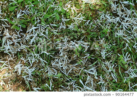 Scattered flowers and ground of Chionanthus retusus Scattered flowers and ground of Chionanthus retusus 90164477