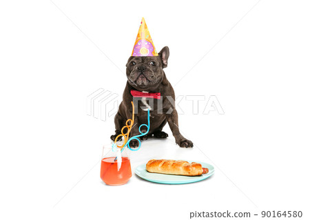 Cute purebred dog, black color French bulldog wearing butterfly tie and holiday cap isolated over white background. Concept of holidays, activity, pets, care, vet, animal life. Cute purebred dog, black color French bulldog wearing butterfly tie and holiday cap isolated over white background. Concept of holidays, activity, pets, care, vet, animal life. 90164580