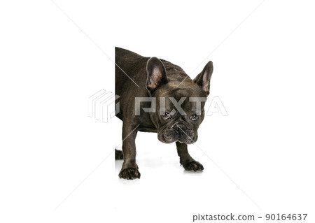 Adorable smart dog, French bulldog posing isolated over white studio background. Concept of activity, pets, care, vet, love, animal life. Adorable smart dog, French bulldog posing isolated over white studio background. Concept of activity, pets, care, vet, love, animal life. 90164637