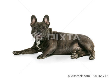 Portrait of beautiful small dog, black color French bulldog posing isolated over white background. Concept of activity, pets, care, vet, love, animal life. Portrait of beautiful small dog, black color French bulldog posing isolated over white background. Concept of activity, pets, care, vet, love, animal life. 90164716