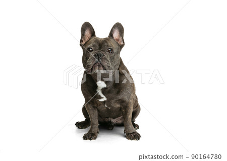 Cute purebred dog, black color French bulldog posing isolated over white background. Concept of activity, pets, care, vet, love, animal life. 90164780