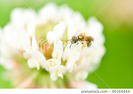 Akagane kohana蜜蜂 Akagane kohana蜜蜂 90164844