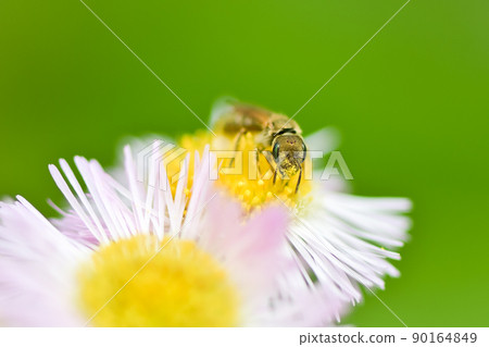 Akagane kohana bee 90164849