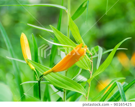 東京都瀕危物種，只有府中才有的珍貴武藏之菅的美麗花朵 90165425