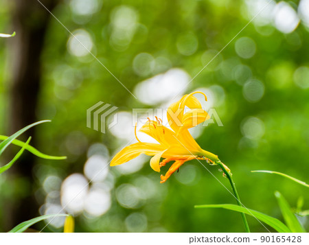An endangered species in Tokyo, a beautiful flower of the precious Musashinokisuge that grows only in Fuchu An endangered species in Tokyo, a beautiful flower of the precious Musashinokisuge that grows only in Fuchu 90165428