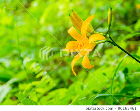 東京都瀕危物種,只有府中才有的珍貴武藏之菅的美麗花朵 東京都瀕危物種,只有府中才有的珍貴武藏之菅的美麗花朵 90165461