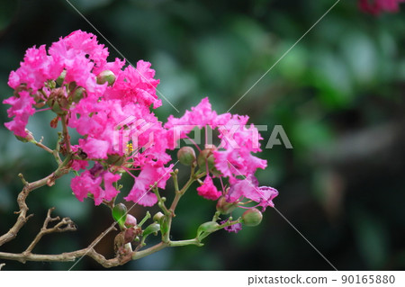 Shines in the blue sky in midsummer 90165880