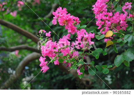 Shines in the blue sky in midsummer 90165882