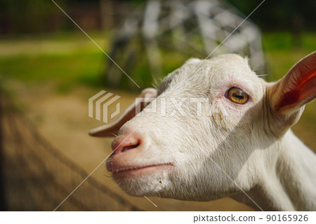 A goat at a ranch 90165926