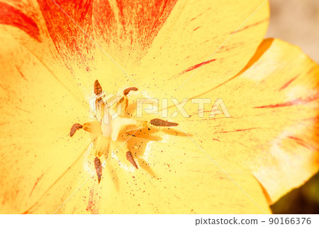 Tulip flower close up. Close-up photo of tulip petals. 90166376