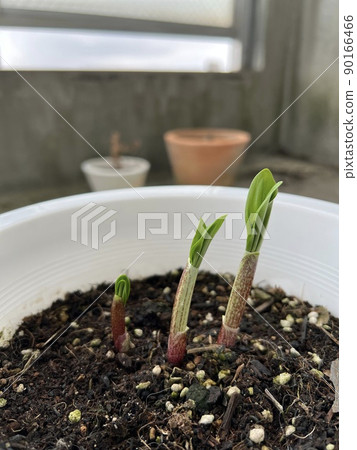 Garlic clamor Garlic clamor 90166466