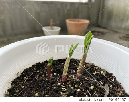 Garlic clamor Garlic clamor 90166467