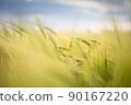 Agricultural landscape - Close-up background of growing wheat in the field 90167220