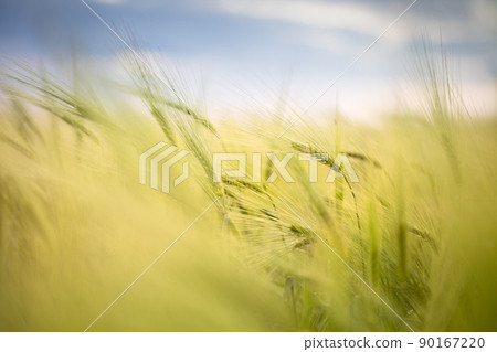 Agricultural landscape - Close-up background of growing wheat in the field 90167220