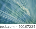Natural macro background of growing wheat in the field 90167225
