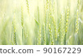 Natural background - Close-up background of growing wheat in the field 90167229