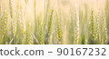 Close-up background of growing wheat in the field, panorama 90167232
