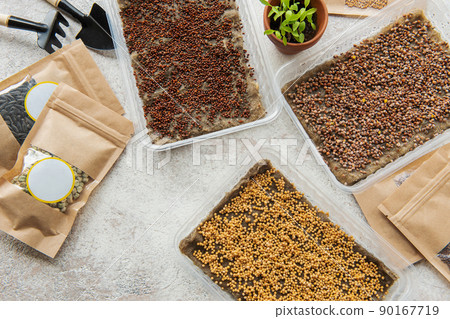 Microgreen seeds in paper bags and equipment for sowing microgreens. 90167719