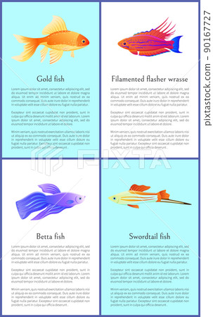 Gold Betta and Swordtail Fishes Colorful Banners 90167727