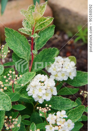 Kodemari Pink Ice 90168092