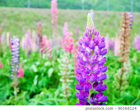 Aji no Sato Crescent Lupine 90168124