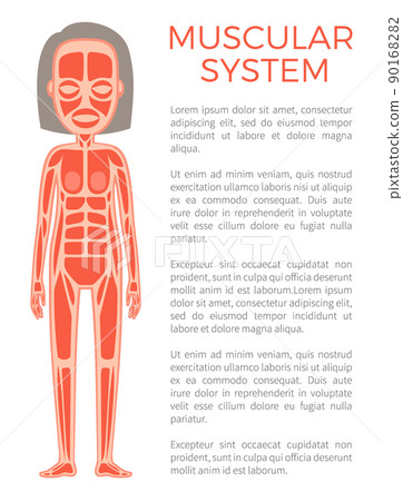 Muscular System of Body Poster Vector Illustration 90168282