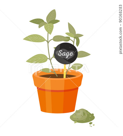Sage Salvia in Pot Poster Vector Illustration 90168283